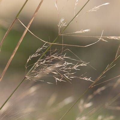 Austrostipa acrociliata, photographed by Kym Nicolson