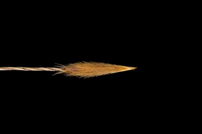 Austrostipa puberula, photographed by Kym Nicolson