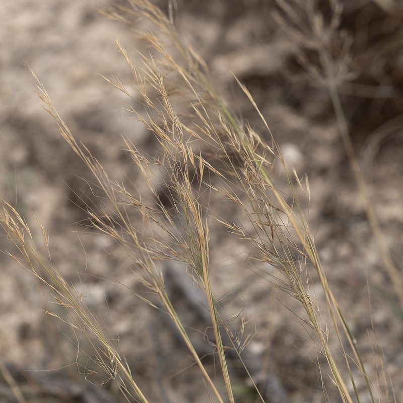 Austrostipa puberula, photographed by Kym Nicolson