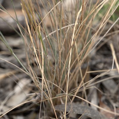 Austrostipa puberula, photographed by Kym Nicolson
