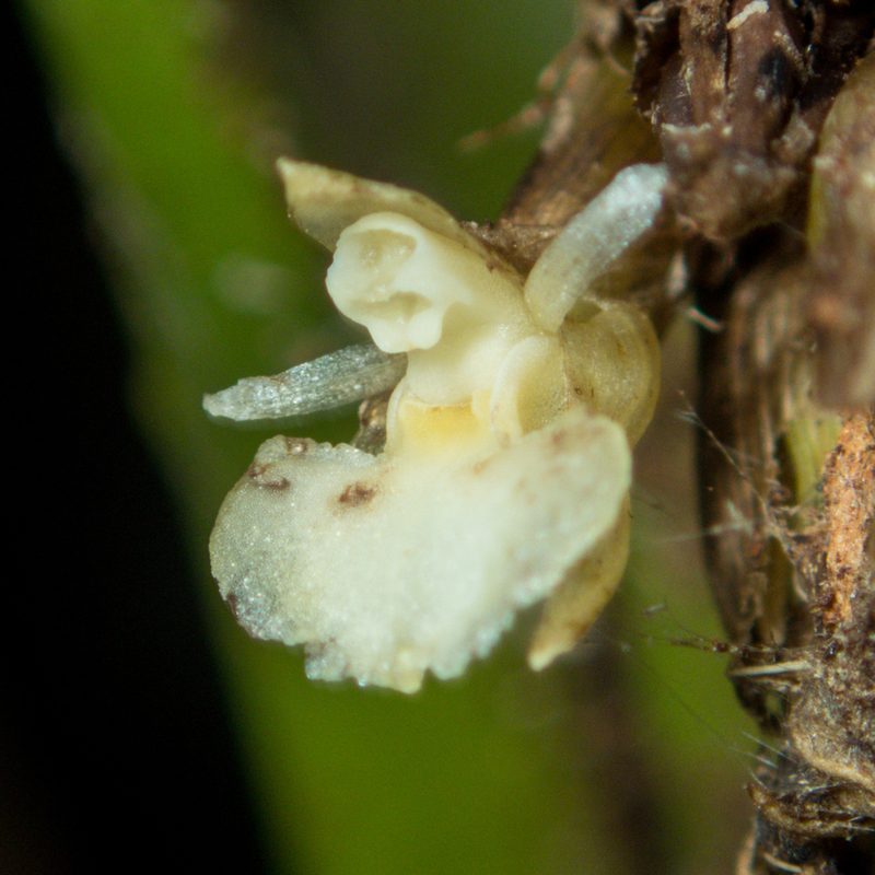 Agrostophyllum planicaule, photographed by Gerard Chartier