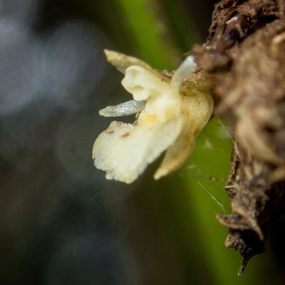 Agrostophyllum planicaule, photographed by Gerard Chartier