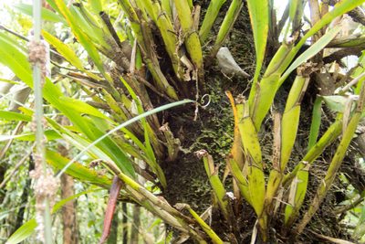Agrostophyllum planicaule, photographed by Gerard Chartier