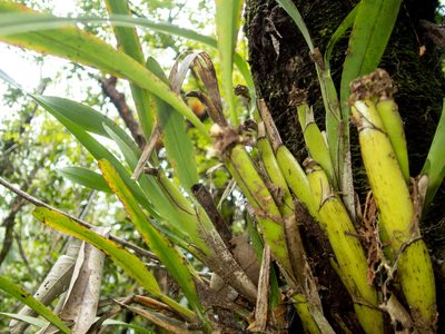 Agrostophyllum planicaule, photographed by Gerard Chartier