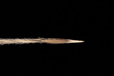 Austrostipa drummondii, photographed by Kym Nicolson