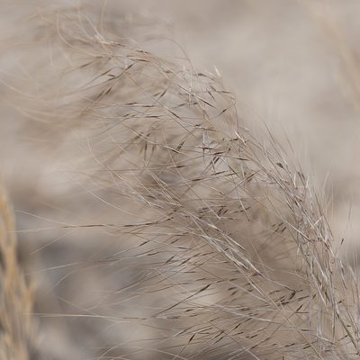 Austrostipa drummondii, photographed by Kym Nicolson