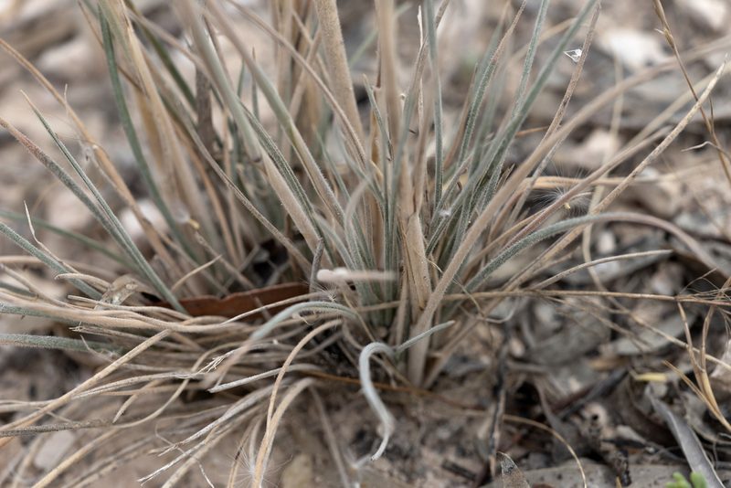 Austrostipa drummondii, photographed by Kym Nicolson