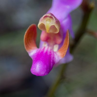 Phalaenopsis pulcherrima, photographed by Gerard Chartier