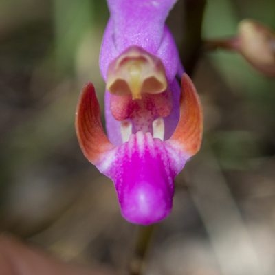 Phalaenopsis pulcherrima, photographed by Gerard Chartier