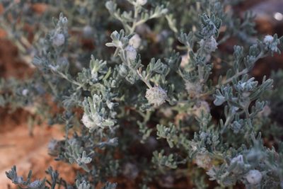 Dissocarpus paradoxus, photographed by Nina Kerr