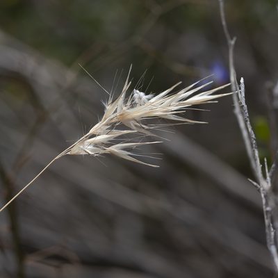 Rytidosperma caespitosum, photographed by Kym Nicolson