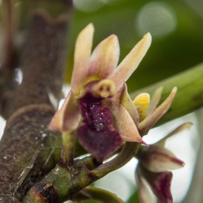 Luisia brachystachys, photographed by Gerard Chartier