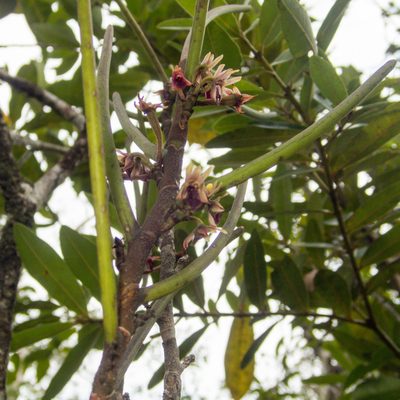 Luisia brachystachys, photographed by Gerard Chartier