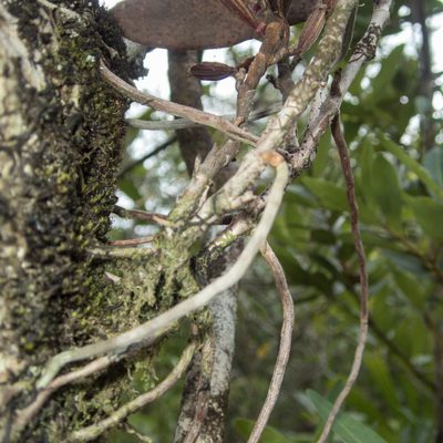 Luisia brachystachys, photographed by Gerard Chartier