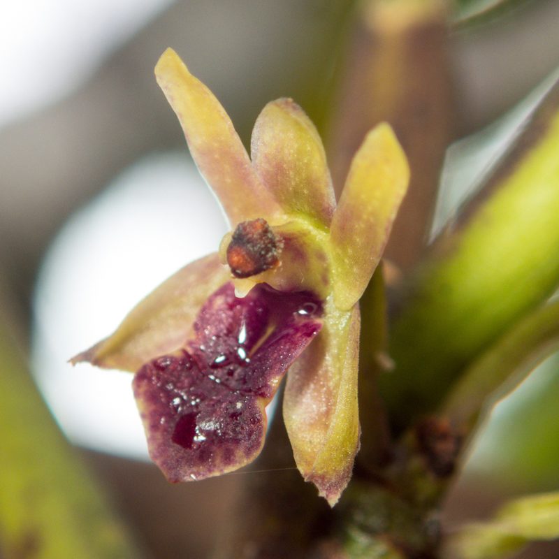 Luisia brachystachys, photographed by Gerard Chartier