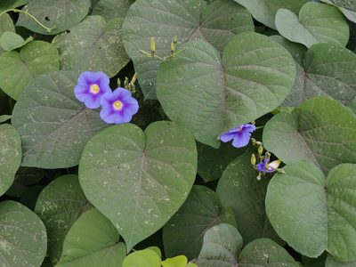 Ipomoea parasitica, photographed by T R Shankar Raman