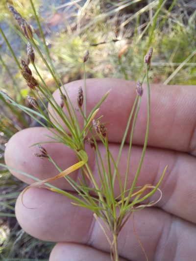 Isolepis ludwigii, photographed by kevin koen