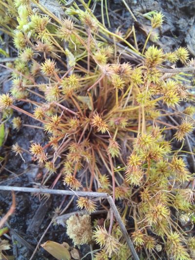 Isolepis hystrix, photographed by kevin koen