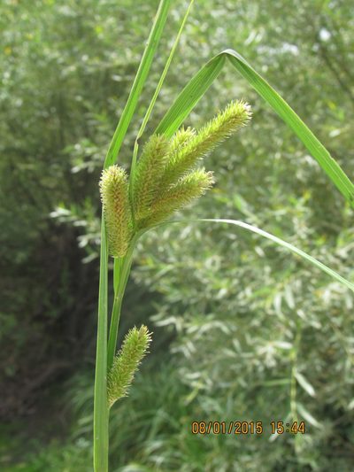 Carex polysticha, photographed by Santiago Martín-Bravo