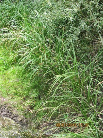Carex polysticha, photographed by Santiago Martín-Bravo