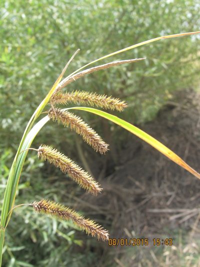 Carex polysticha, photographed by Santiago Martín-Bravo