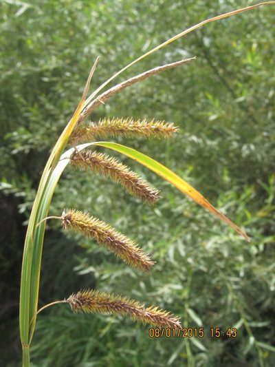 Carex polysticha, photographed by Santiago Martín-Bravo