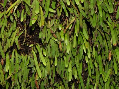 Pyrrosia linearifolia, photographed by Jacy Chen