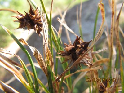 Carex rupicola, photographed by Santiago Martín-Bravo