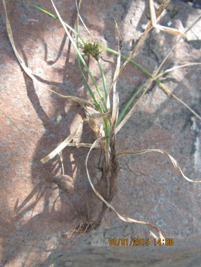 Carex rupicola, photographed by Santiago Martín-Bravo