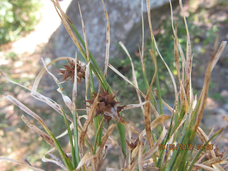 Carex rupicola, photographed by Santiago Martín-Bravo