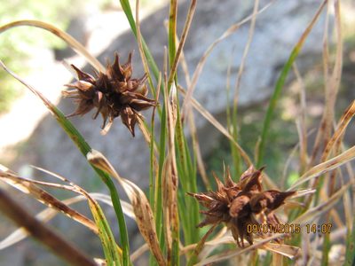Carex rupicola, photographed by Santiago Martín-Bravo