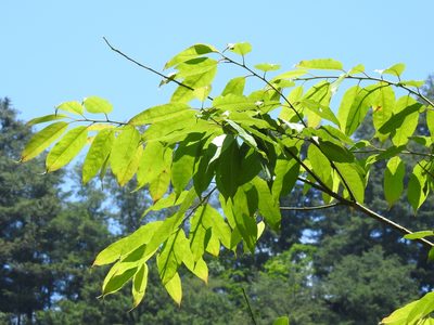 Ilex micrococca, photographed by Jacy Chen