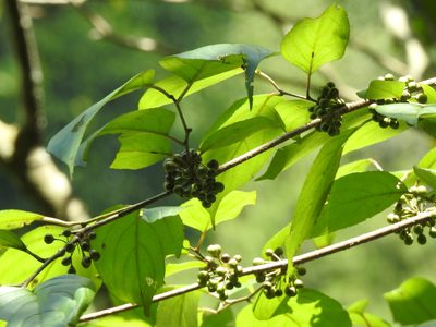 Rhamnus nakaharae, photographed by Jacy Chen