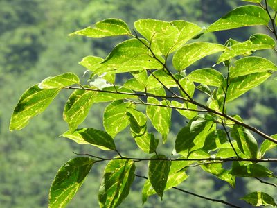 Celtis tetrandra, photographed by Jacy Chen
