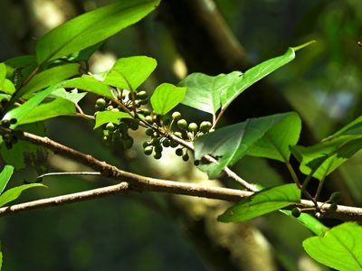 Rhamnus nakaharae, photographed by Jacy Chen