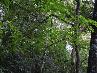 Toona sinensis, photographed by Jacy Chen