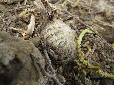 Haworthia bolusii, photographed by Christiaan Viljoen