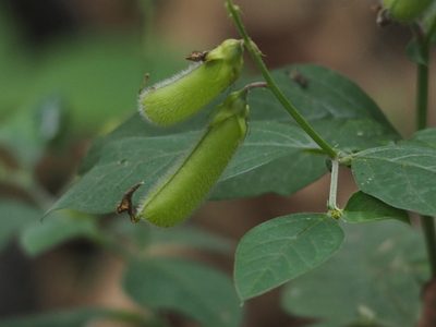 Crotalaria verrucosa, photographed by 葉子