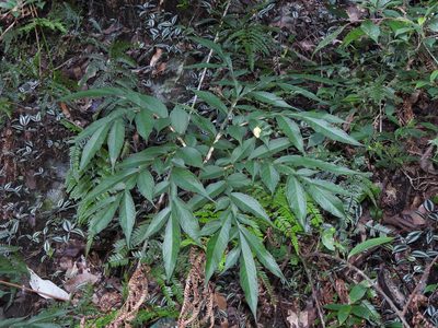Amorphophallus kiusianus, photographed by Jacy Chen