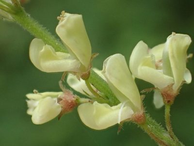 Pleurolobus gangeticus, photographed by 葉子