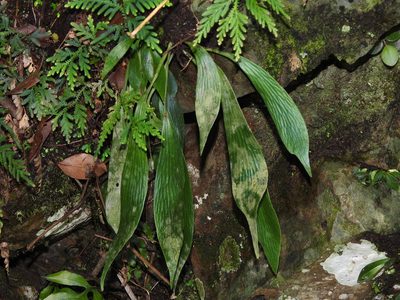 Antrophyum formosanum, photographed by Jacy Chen