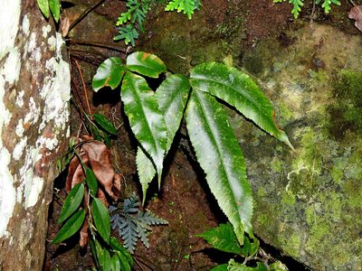 Diplazium lineolatum, photographed by Jacy Chen