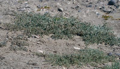 Atriplex barclayana, photographed by Bill Levine