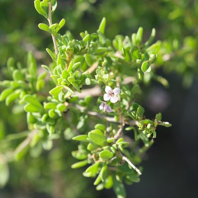Lycium brevipes, photographed by Bill Levine