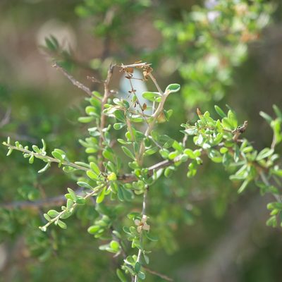 Lycium brevipes, photographed by Bill Levine
