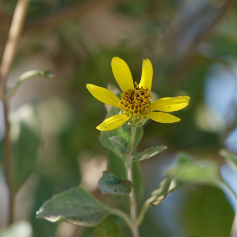 Bahiopsis chenopodina, photographed by Bill Levine