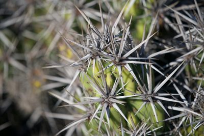 Grusonia invicta, photographed by Bill Levine