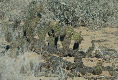 Opuntia pycnantha, photographed by Bill Levine