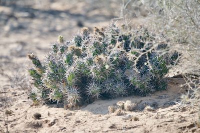 Grusonia invicta, photographed by Bill Levine