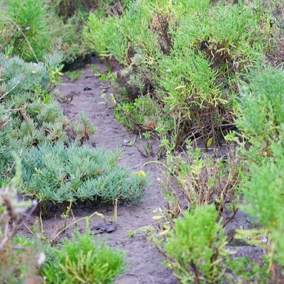 Salicornia bigelovii, photographed by Bill Levine